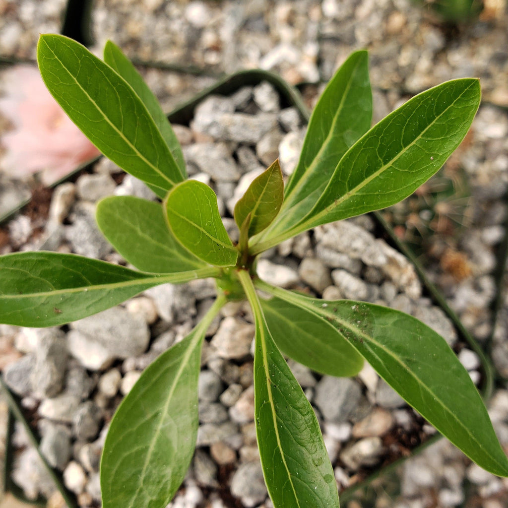 Fouquieria ochoterenae