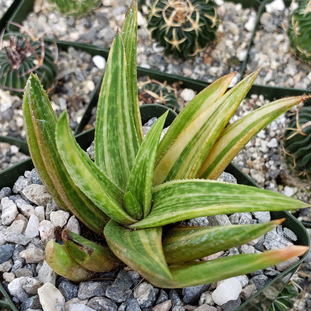 Gasteraloe variegata