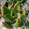 Golden Toothed Aloe - Aloe nobilis