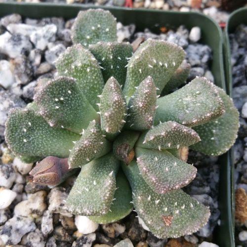 Titanopsis aloinopsis setifera