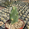 Opuntia quimilo