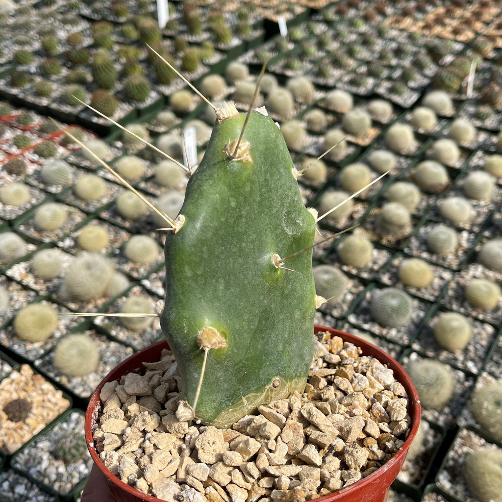 Opuntia quimilo