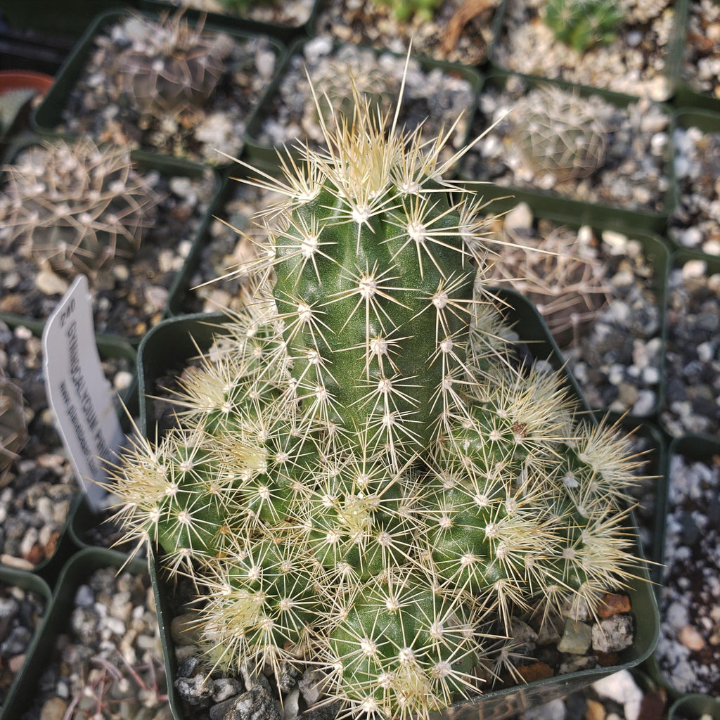 Echinocereus sanpedroensis