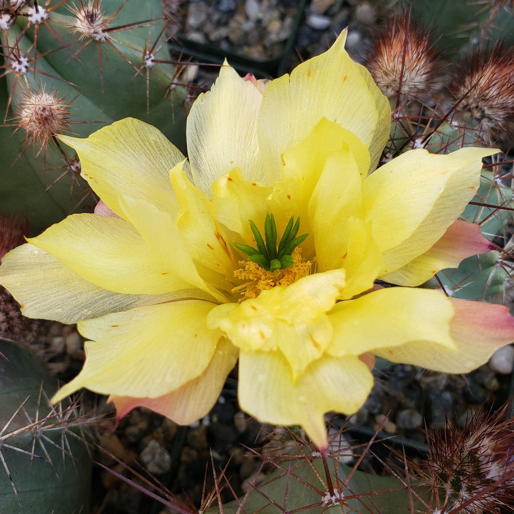 Echinocereus subinermis v. luteus