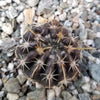 Notocactus tureczekianus