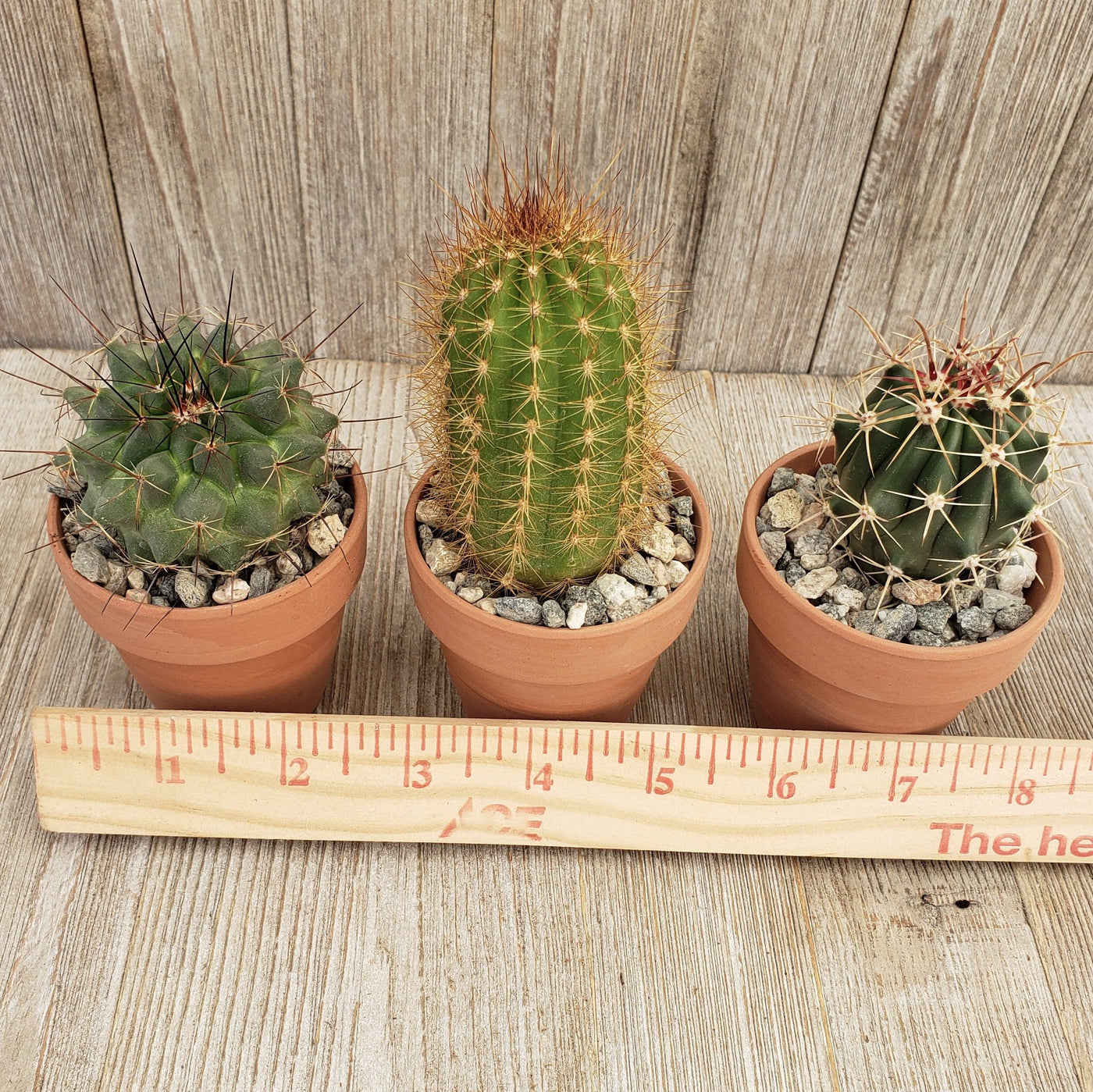 unusual small terracotta plant pots 3- 2.5 inch cactus in terracotta pots