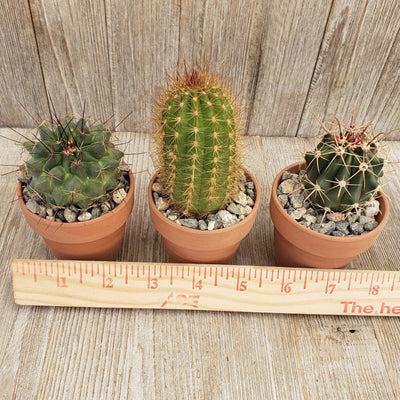 3- 2.5 inch cactus in terracotta pots