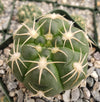 Gymnocalycium denudatum brasillense