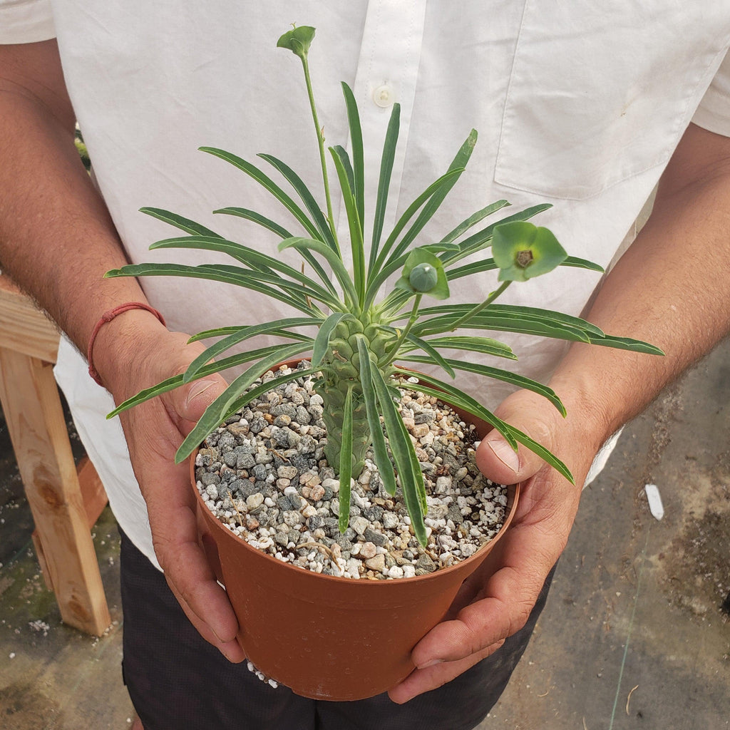 Euphorbia pubiglans large