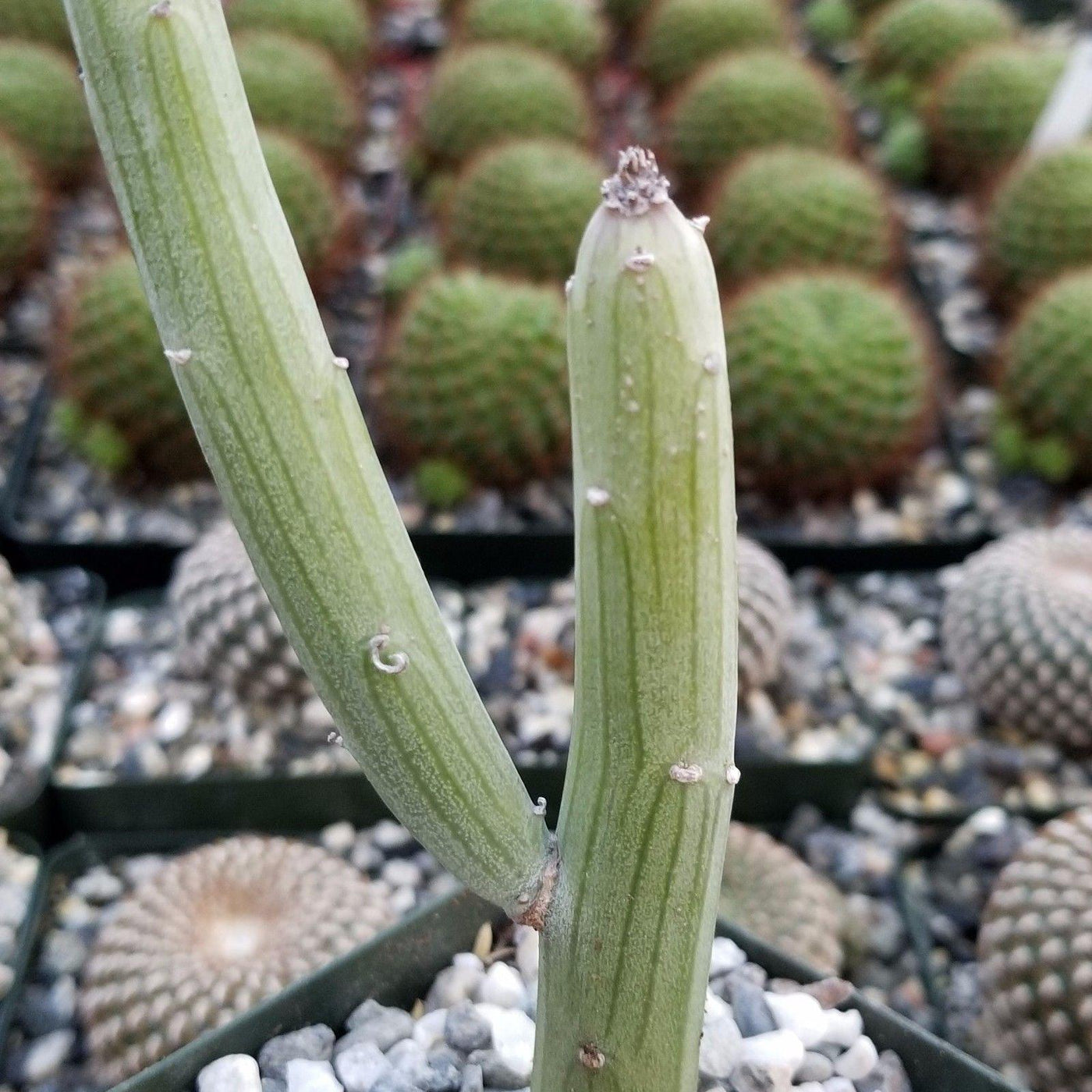 swizzle stick succulent Buy Senecio Anteuphorbium Deciduous Shrub