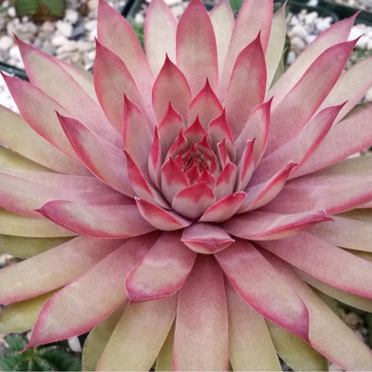 ruby heart succulent Sempervivum 'Ruby Heart' Hens and Chicks 6" Pot