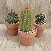 3- 2.5 inch cactus in terracotta pots