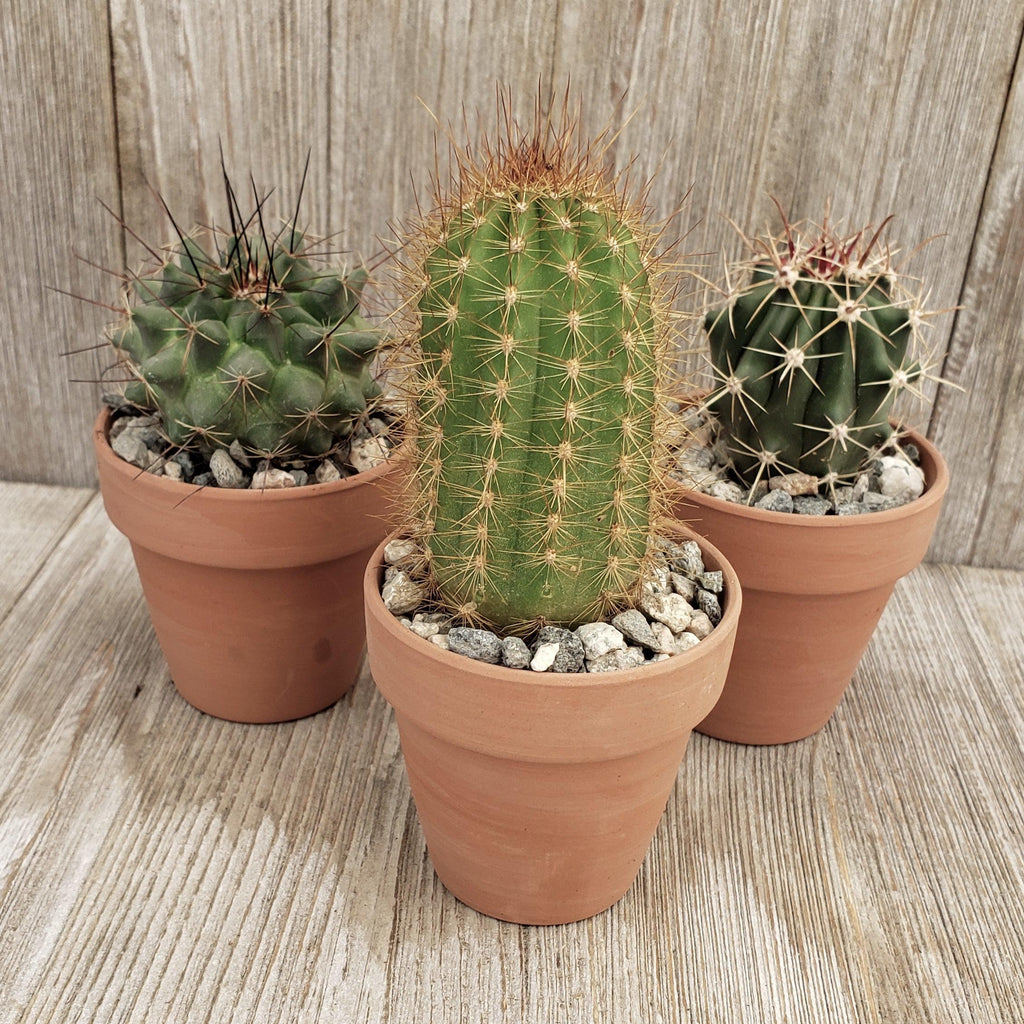 3- 2.5 inch cactus in terracotta pots