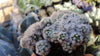 Mammillaria gracilis fragilis monstrose