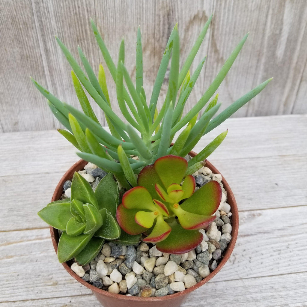 Succulent Garden Arrangement