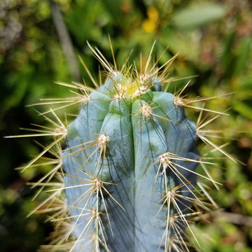 Cactus Azul Shop Brazilian Blue Cactus 'Pilosocereus azureus' | Fast Delivery ...
