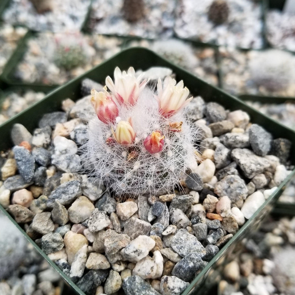 Mammillaria Schwarzii