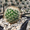 Mammillaria yucatanensis