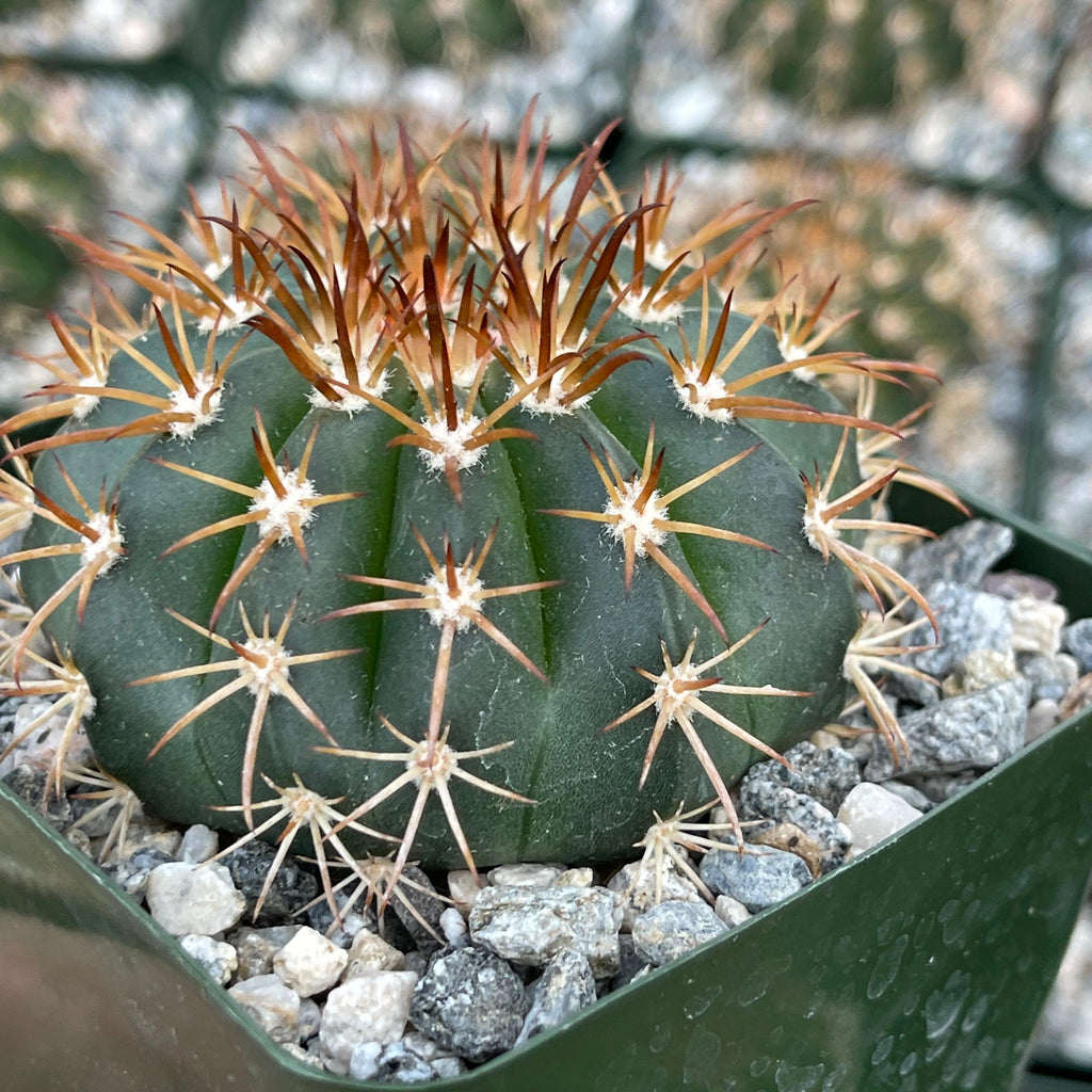 Melocactus conoideus