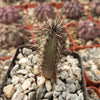 Cereus aethiops