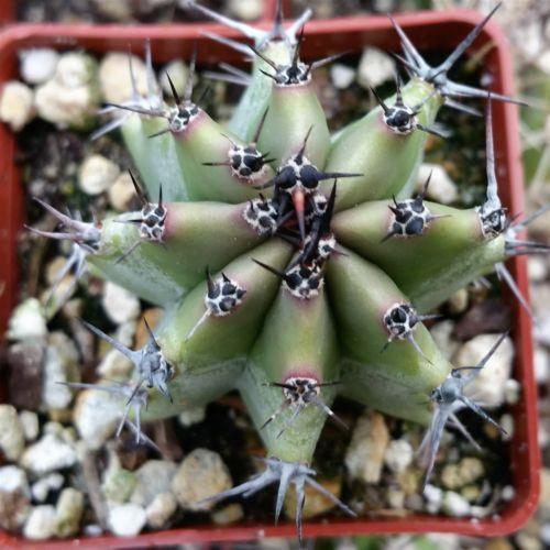 Lophosereus shotitz
