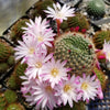 Rebutia Narvaecensis