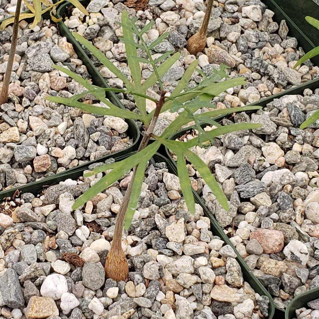 Bursera microphylla Elephant Tree
