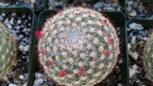 Rainbow Pincushion - Mammillaria rhodantha mccartenii