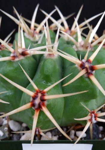 Gymnocalycium monvillei