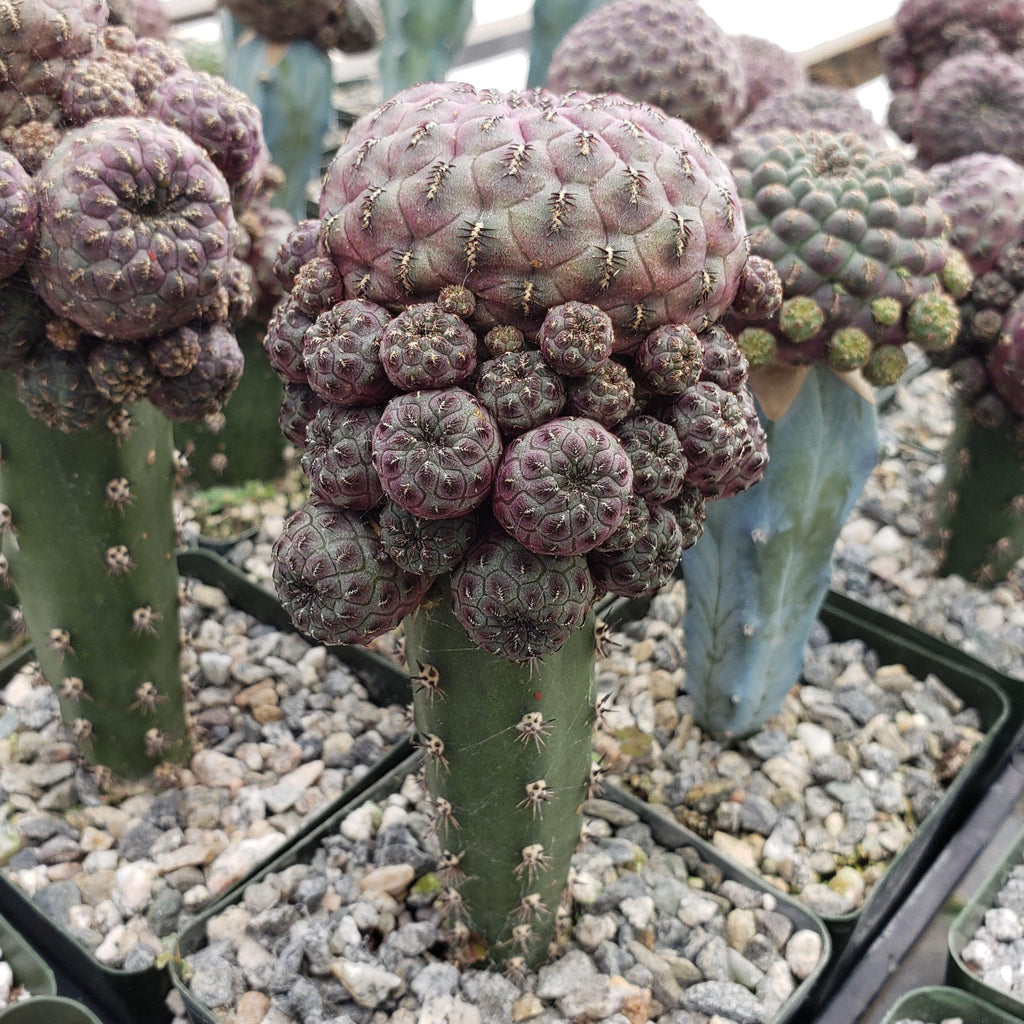 Sulcorebutia rauschii grafted Large