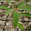 Euphorbia mahabobokensis