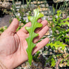 Selenicereus anthonyanus Fishbone Cactus Cutting