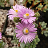 Pink Ice plant Succulent &