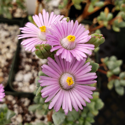 Pink Ice plant 'Oscularia deltoides'