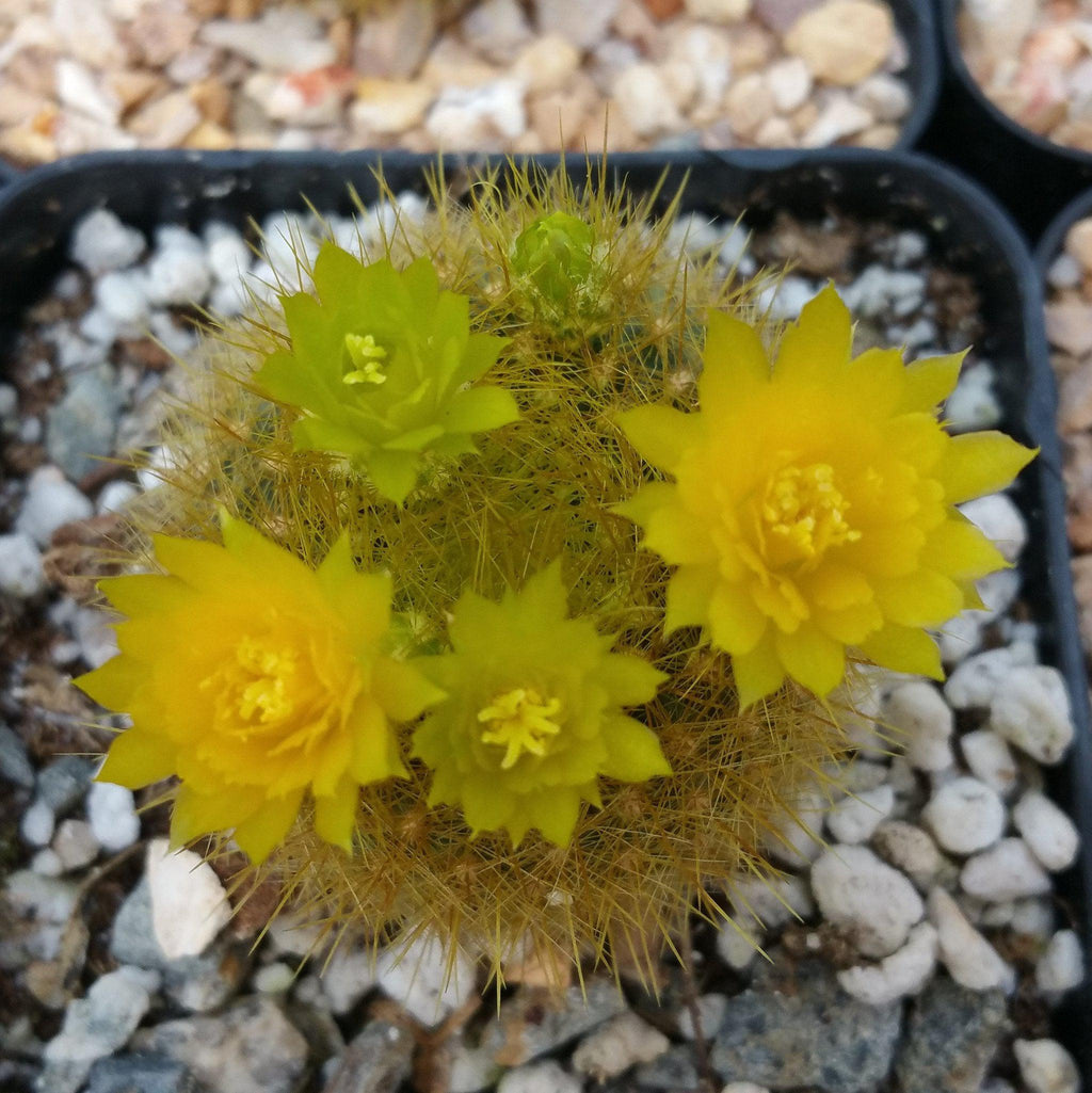 Notocactus graessneri flaviflorus