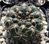 Gymnocalycium andreae