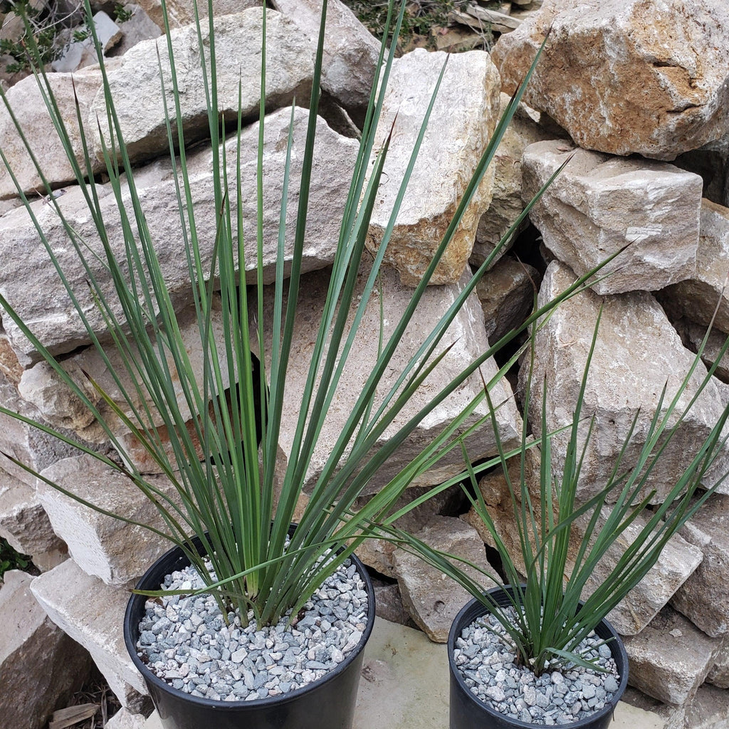 Hesperoyucca whipplei Specimen