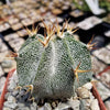 Astrophytum ornatum metztitlan