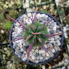 Euphorbia ferox