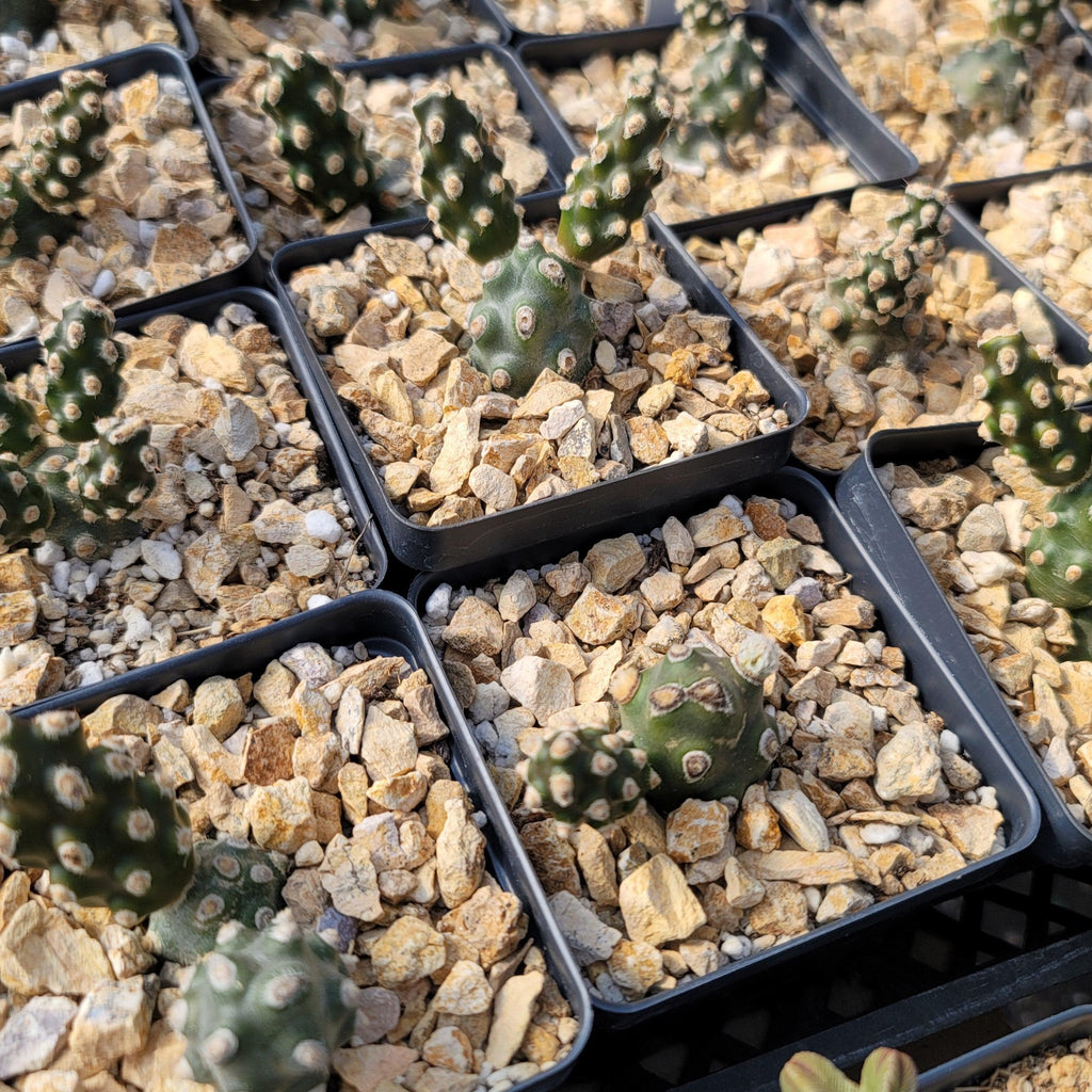 Tephrocactus molinensis