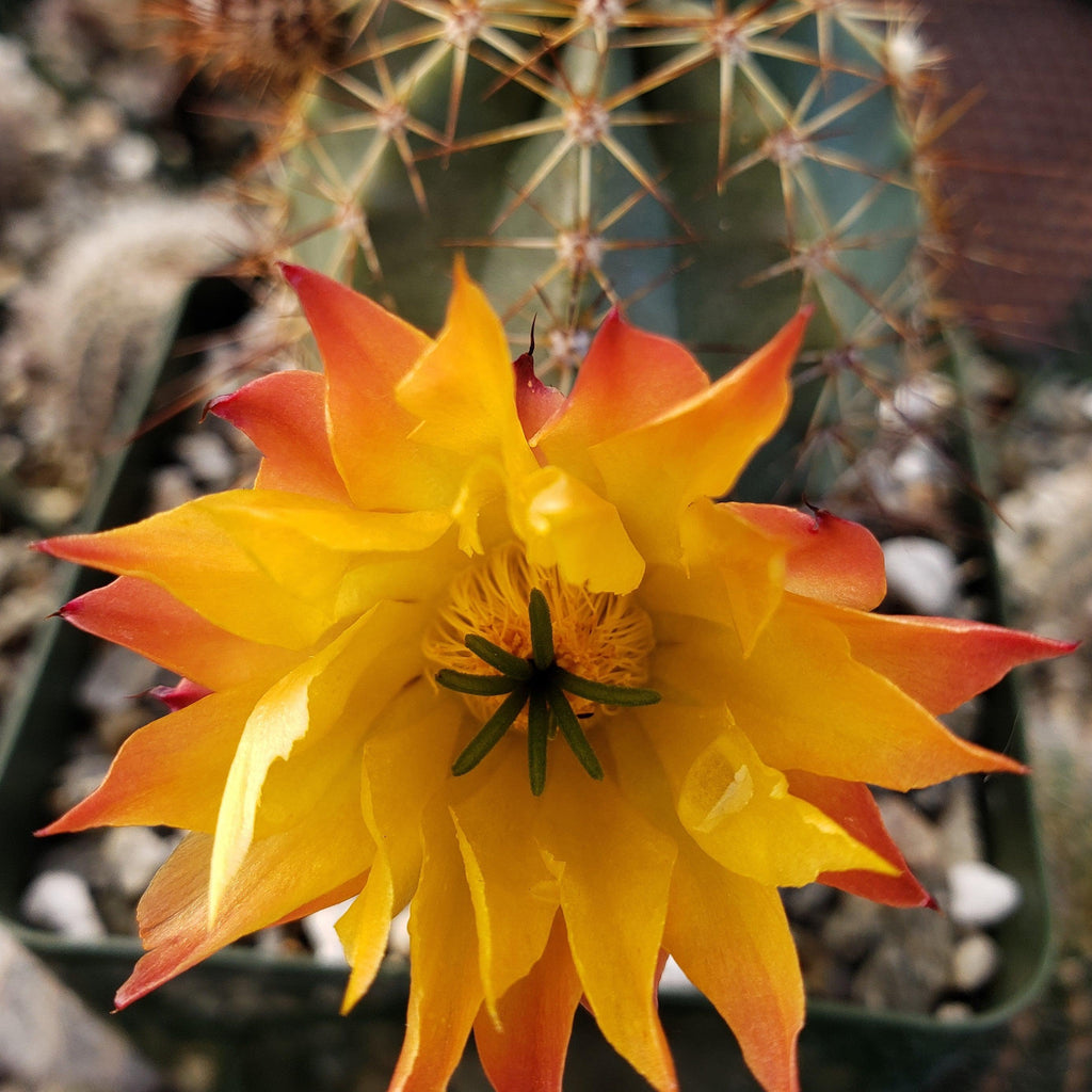 Echinocereus ochoterenae