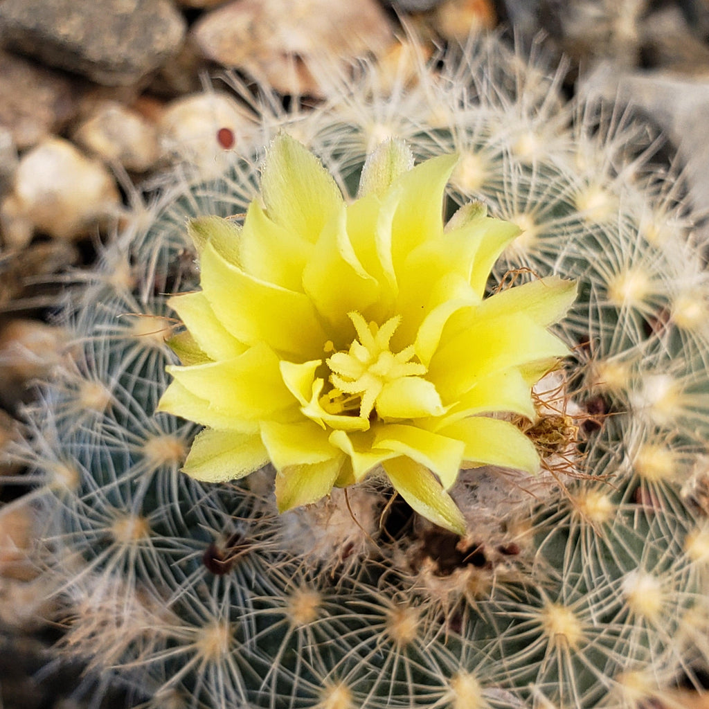Frailea tenuissima albisetosa