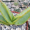 Aloe vanbalenii