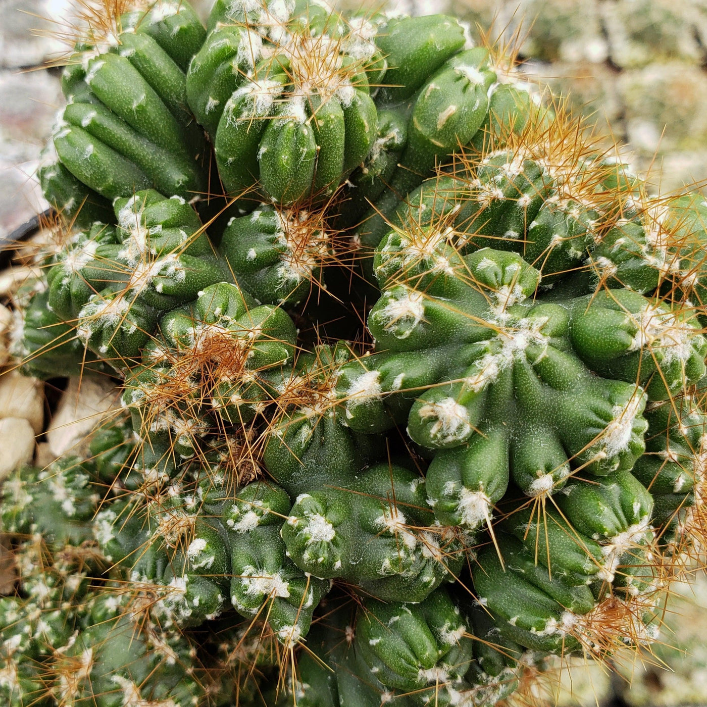 Cereus peruvianus monstrose 'Petra'