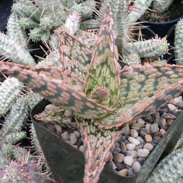 Dwarf Aloe Delta Dawn | Shop Online