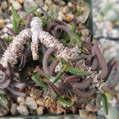 Euphorbia cilindrifolia tuberifera