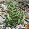 Crassula mesembryanthemoides hispida