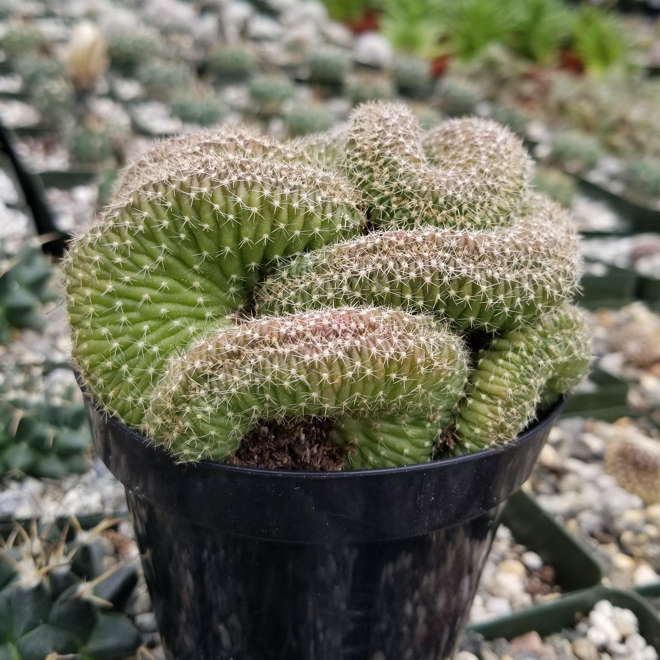 Lobivia or Echinopsis flambeau cristata