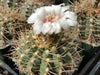 Gymnocalycium piricarpum