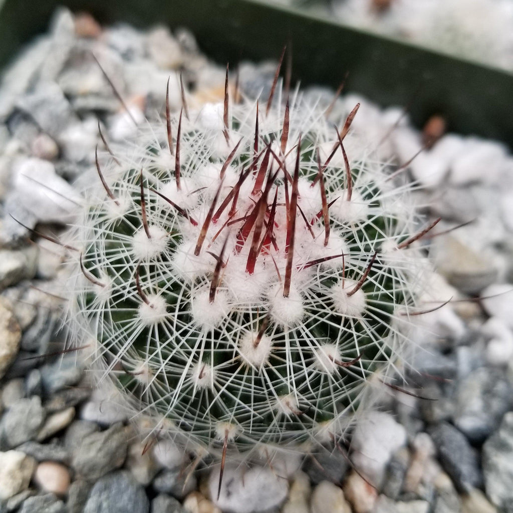 Stenocactus lloydii